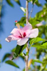 Flor de Papo